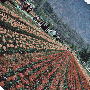 Kashmir Holidays tour package
