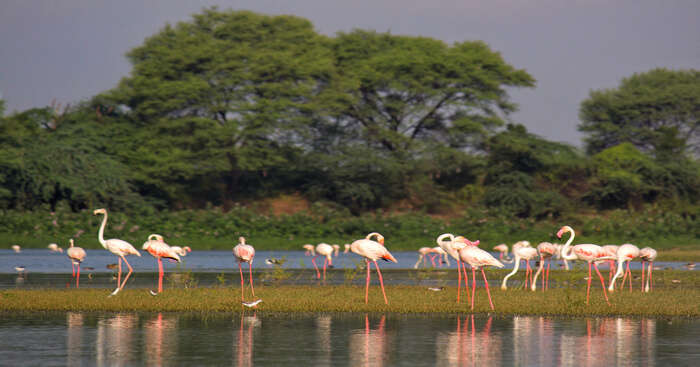 Marine National Park Dwarka Somnath Tour